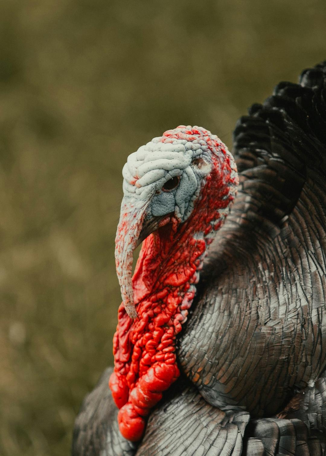 thanksgiving turkey